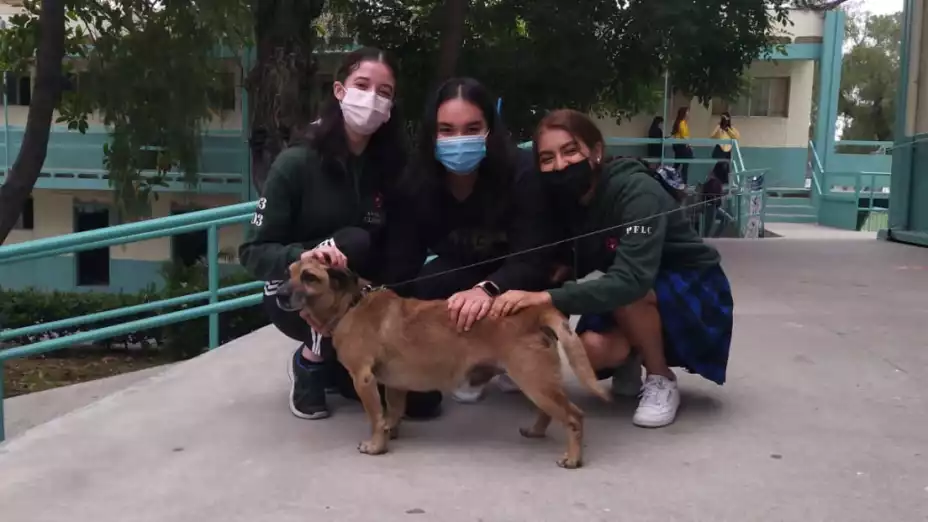Chilaquil es el nuevo perro de alumnos de la Lázaro