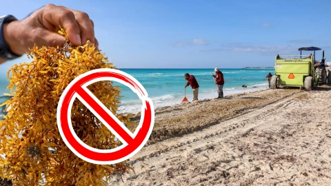 Playas libres de sargazo HOY en Quintana Roo, 11 de junio_ Lista desde Cancún hasta Tulum