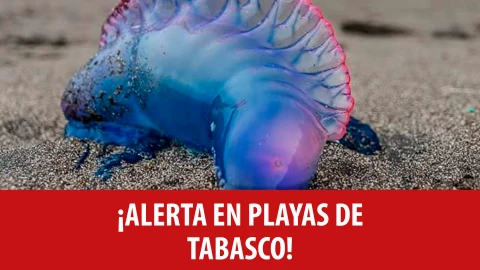 Alerta en playas de Tabasco por presencia de Carabela Portuguesa en Paraíso