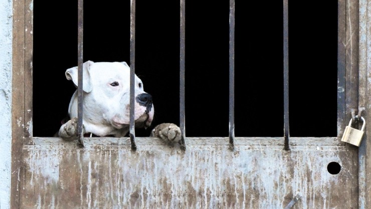 un pitbull tras las rejas