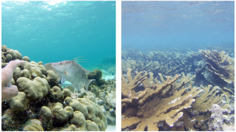 puerto morelos arreciife