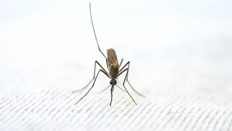 Estos son los poderosos ingredientes de cocina para evitar a los mosquitos.