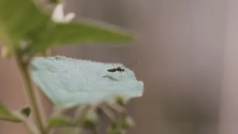 Emiten “Alerta de Riesgo” sobre la vacuna contra el dengue