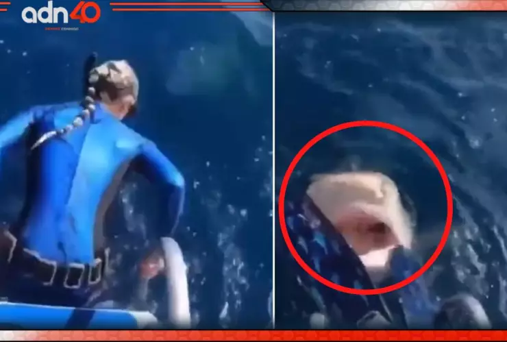 Tiburón casi se come a científica en Hawai