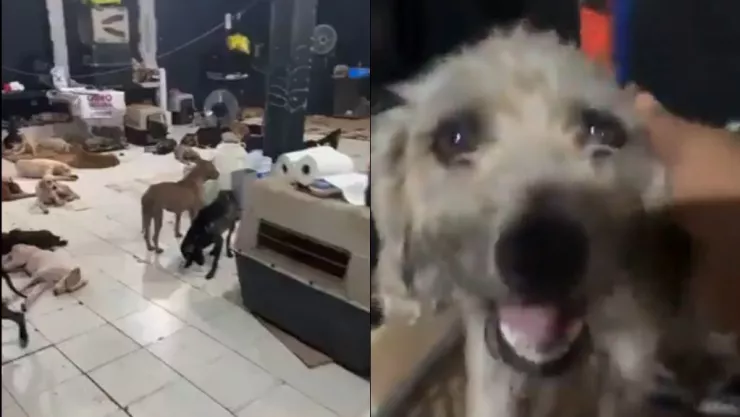 perros huracán Beryl