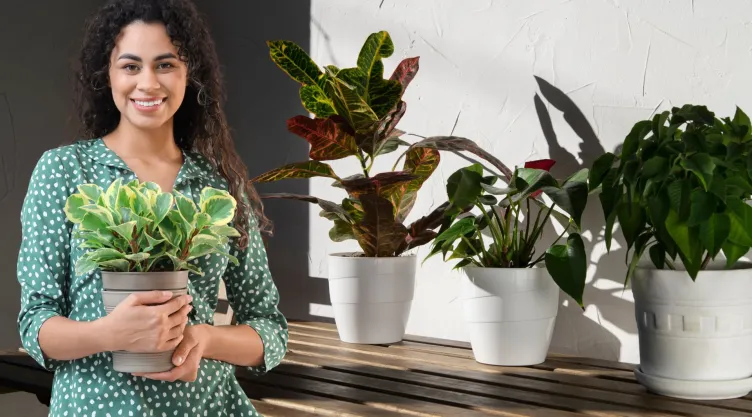 plantas