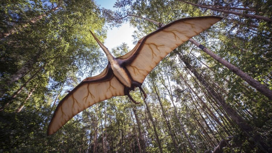 Dragón, fósil, Australia.jpg