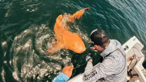 Detalles del tiburón naranja encontrado en Costa Rica