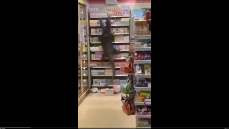 VIDEO: Lagarto gigante invade una tienda y lo llaman Godzilla