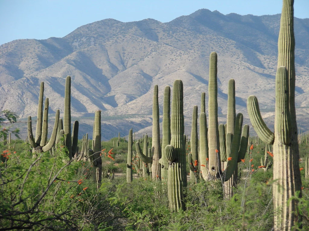 plantas del desierto sahuaro