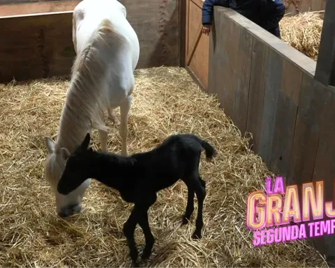 vota para elegir el nombre del potrillo en la granja vip