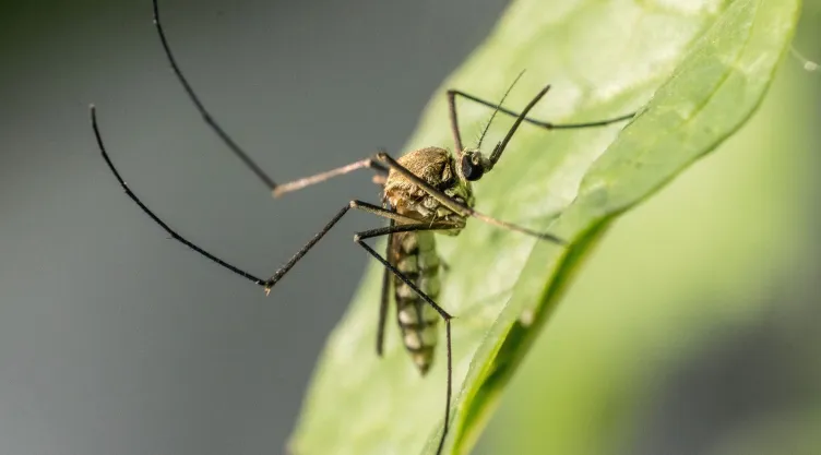 Truco para hacer que los mosquitos se vayan de la fruta