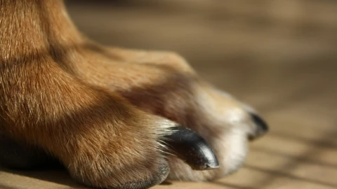 perrito macheteado ignacio romero vargas