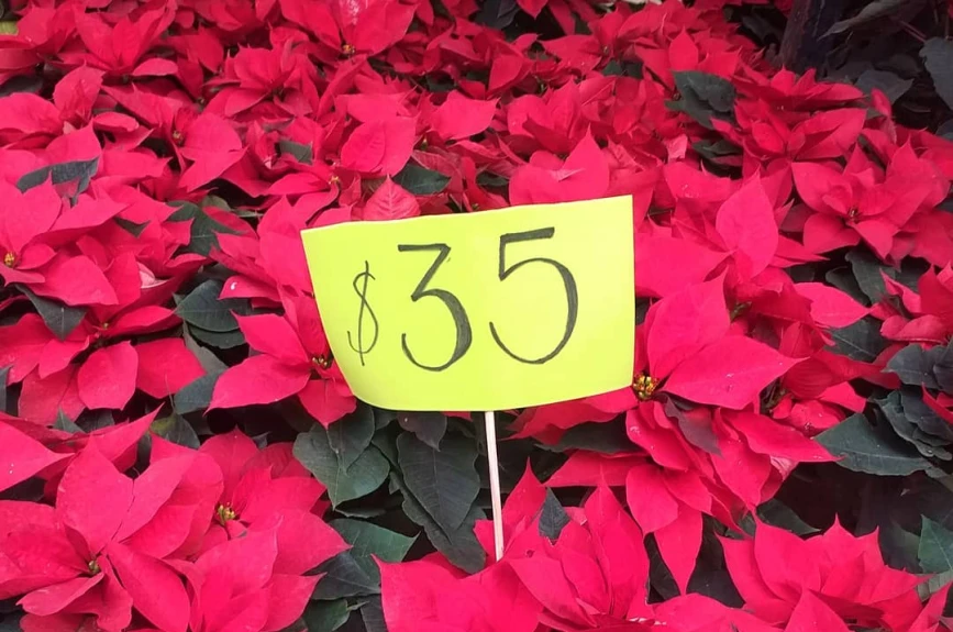 En estos mercados de flores puedes comprar nochebuenas en la CDMX