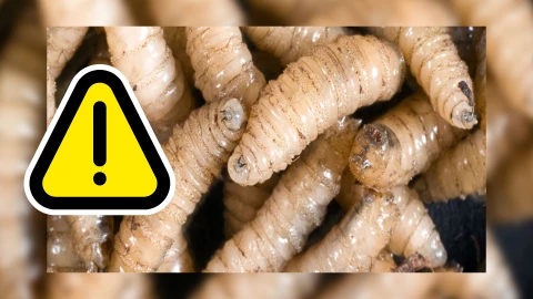 Mapastepec ‘en la mira’_ Confirman tercer caso de miasis por gusano barrenador en humanos en Chiapas.jpg