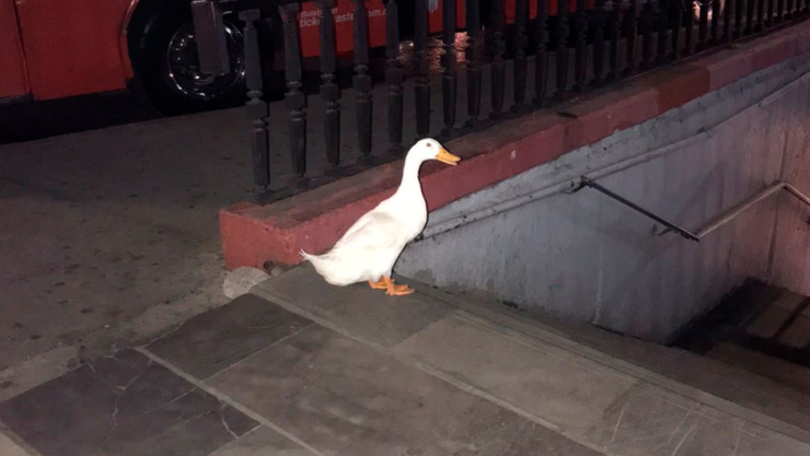 Pato escapa del Lago de Chapultepec y lo agarran entrando al Metro CDMX.
