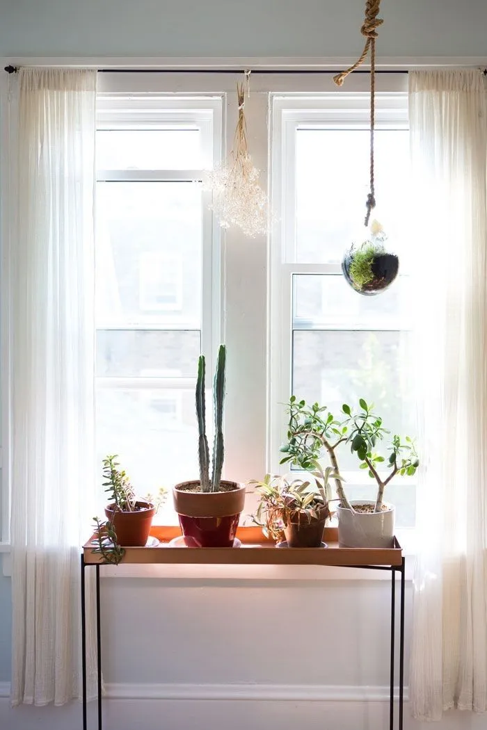 Plantas de interior aesthetic