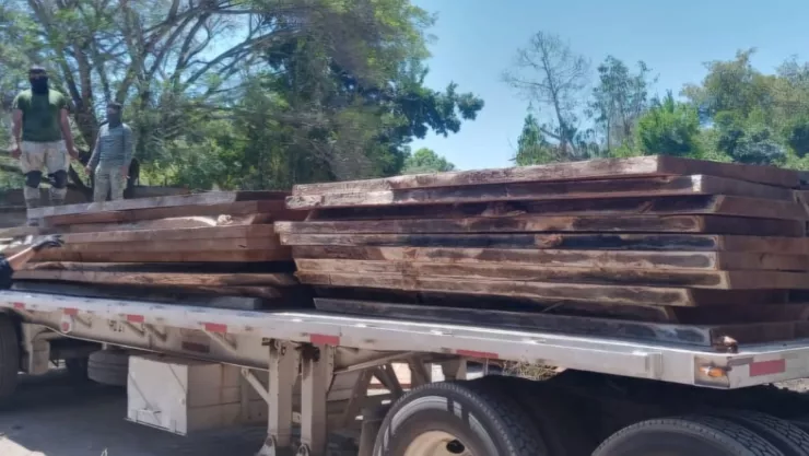 Aseguran tala ilegal de huanacaxtle en Mazatlán, Sinaloa..jpg