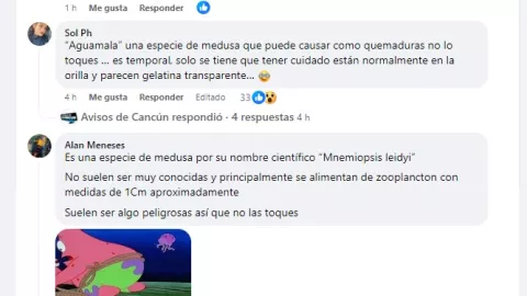 medusas en las playas de cancun playa forum .jpg