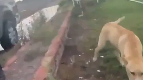 Ataque a perritos en San Luis Potosí