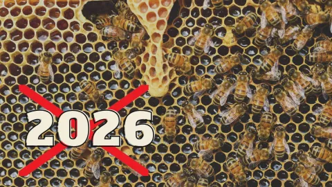 nostradamus-vision-2026-abejas-fin-mundo.jpg