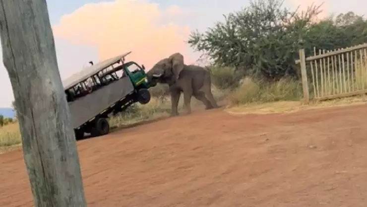 VIDEO_ Elefante enfurecido casi voltea un camión de pasajeros de un safari