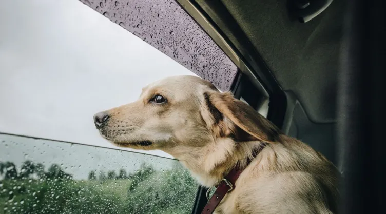 ¿Por qué a los perros se les dice “Firulais”? El origen se relaciona con Estados Unidos
