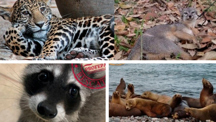 dia-mundial-animales-1.jpg