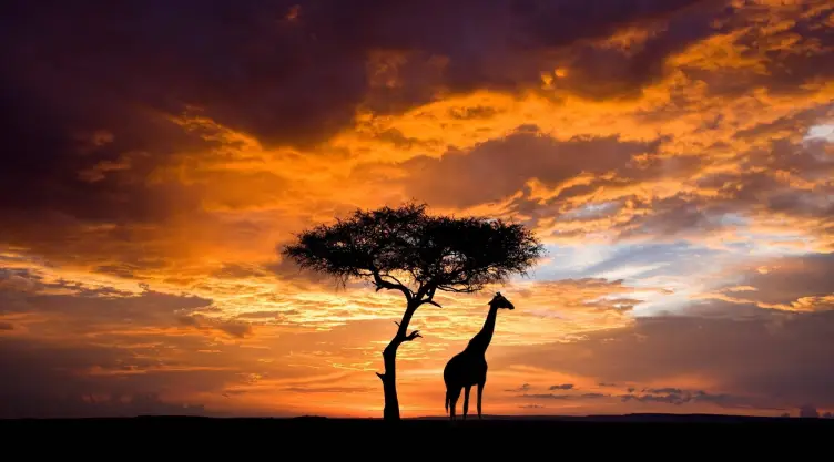 la silueta de una jirafa junto a un majestuoso atardecer