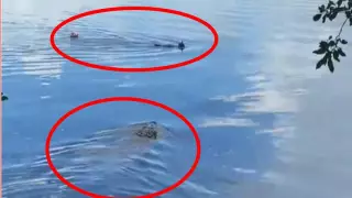 Cocodrilo ataque a buzo