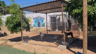Albergue de perros en Culiacán