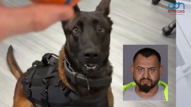  Identifican a hispano como responsable de la muerte de perro policía en Los Ángeles 