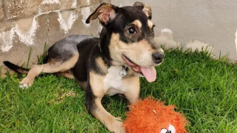 Perrita Mila asesinada a golpes por exnovio de su dueña