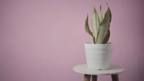 planta interior