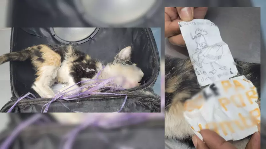 Encuentran a gata cubierta de pegamento y mensaje violento en Puebla