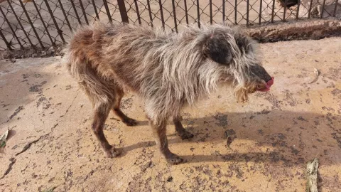 Nueva multa por maltrato animal en CDMX