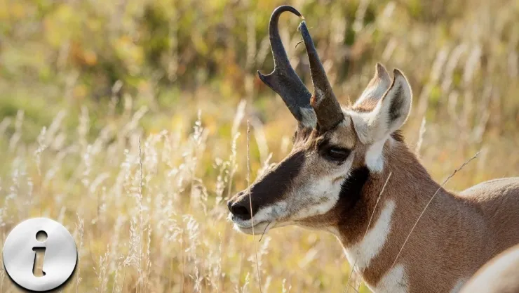 Berrendo 3 curiosidades impactantes de un animal que parece de otro mundo.jpg
