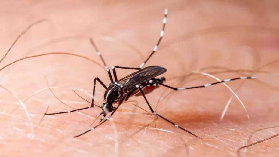 Aumentan mosquitos.jpeg
