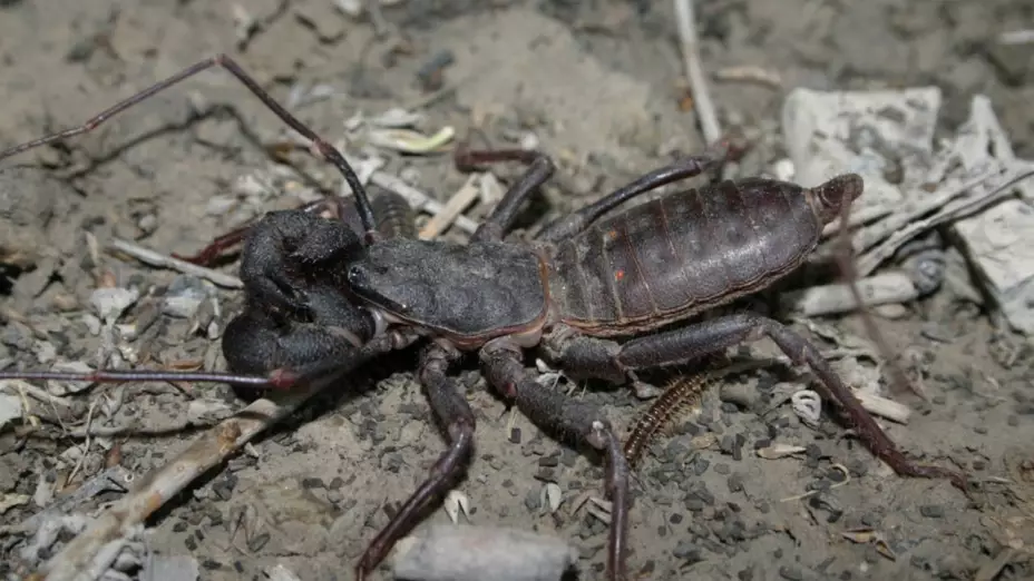 Vinagrillos gigantes: ¿Qué son y dónde están estas nuevas especies se encontraron en México?