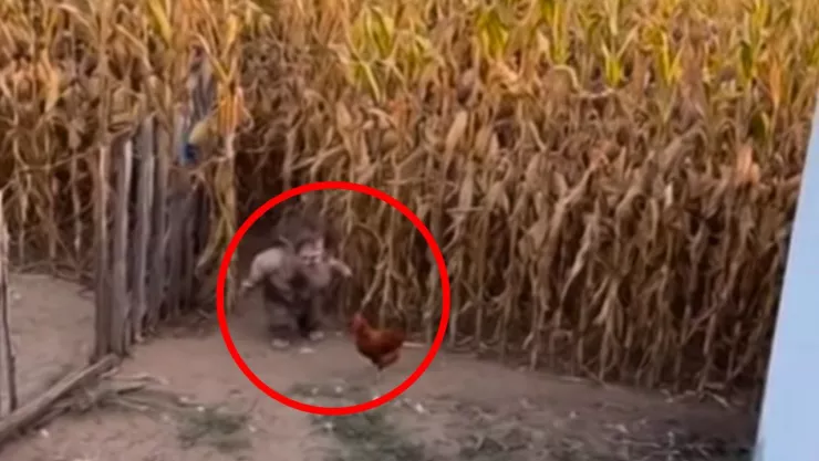 El presunto chaneque fue captado saliendo de una milpa con una gallina