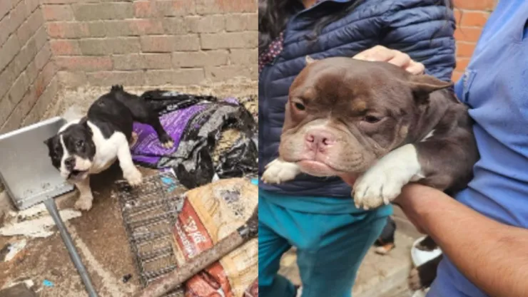 Rescate de 11 perritos por maltrato animal en Cuautitlán Izcalli, Edomex