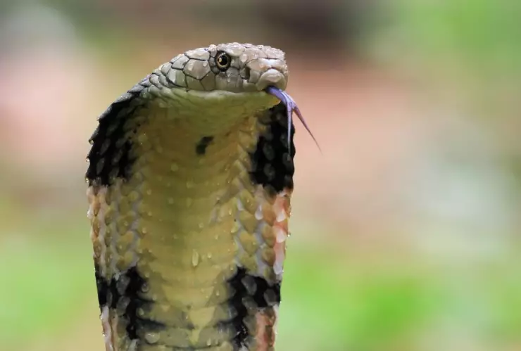 Niño de 8 años mató a una cobra a mordiscos; la víbora atacó primero