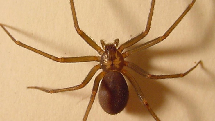 Joven muere tras ser PICADA por araña violinista; ¿qué tan peligrosa es su picadura?