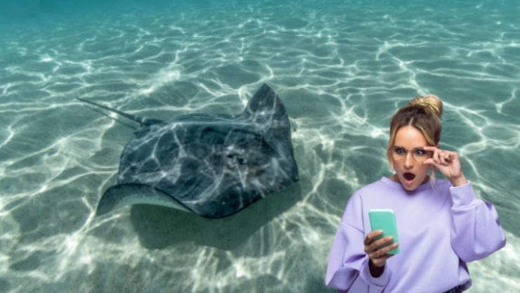 Las playas de Quintana Roo donde es más probable que te salga una mantarraya