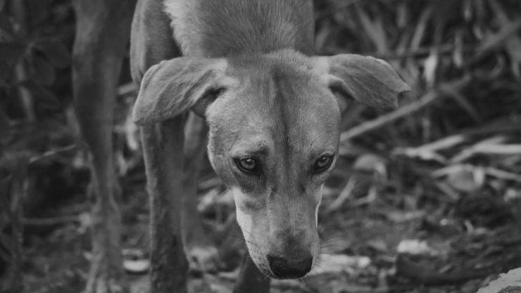 Denuncian maltrato animal en Morelos: Perro fue apuñalado 40 veces; previamente fue envenenado