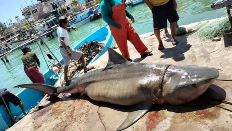 Pescadores capturan ENORME TIBURÓN en costas de Yucatán_ FOTOS.
