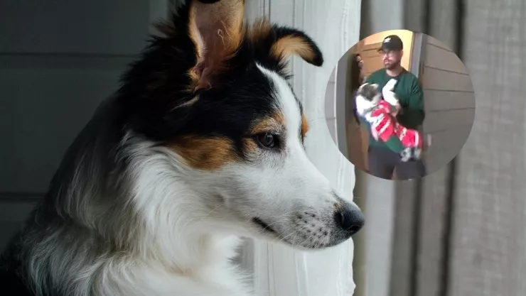 El dueño de un cachorro lo aventó al piso.