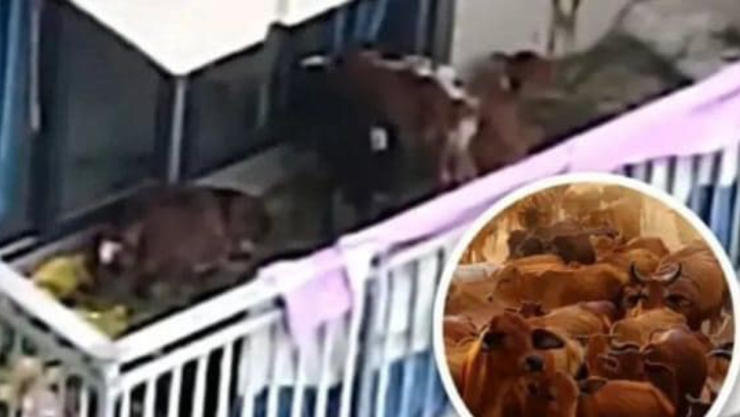 Vacas criadas en terraza de departamento en China