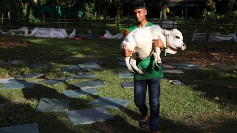 vaca Rani récord Guiness.jpg