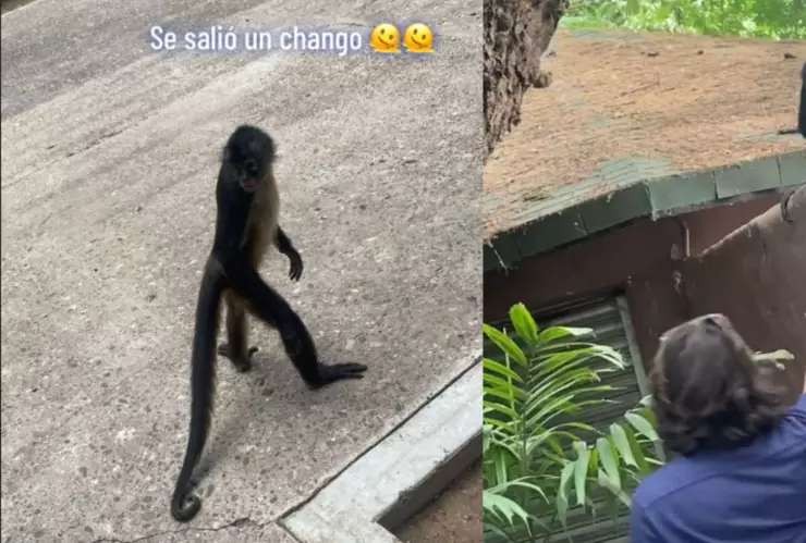 Se escapa chango del Zoológico de Culiacán..jpg